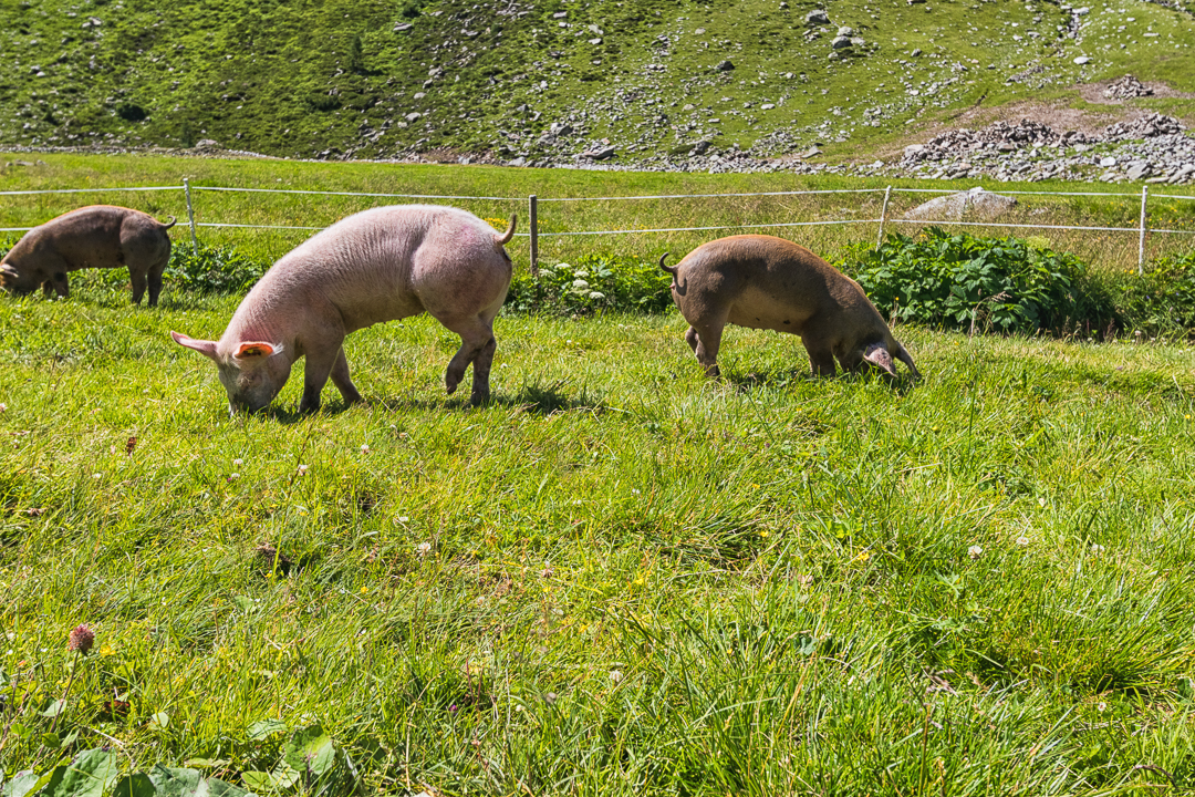 Schweine am Klein Tibet