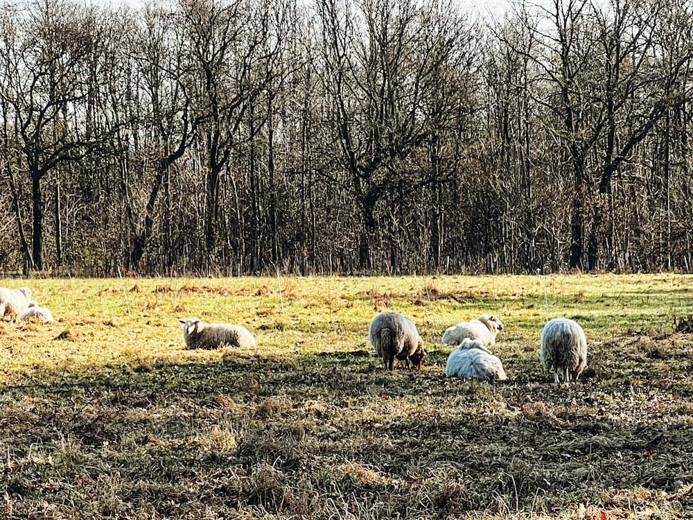 Schafe an der Natruschutzstation Haus Wildenrath
